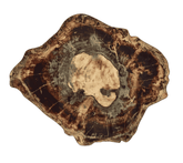 Fossil Placemat in Brown & Multi, Set of 4