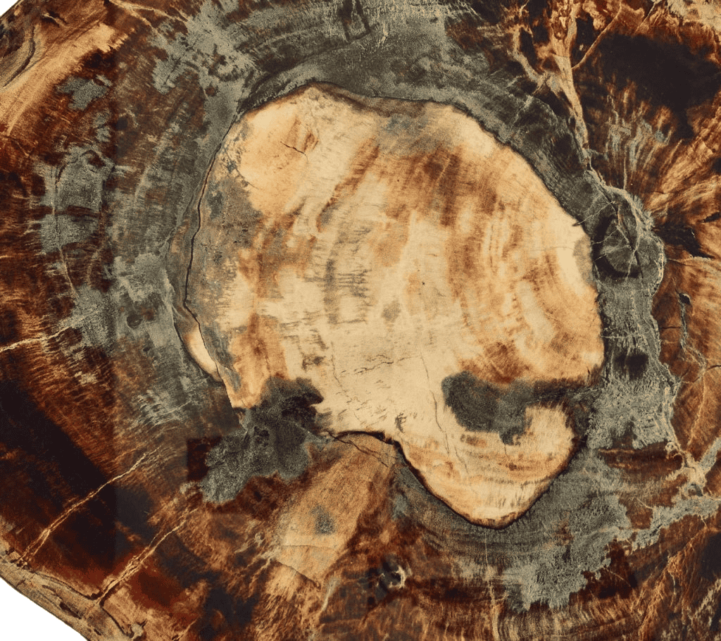 Fossil Placemat in Brown & Multi, Set of 4